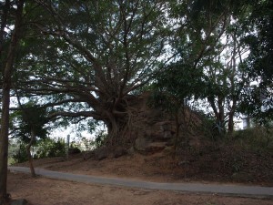 Märkligt träd på Nanao Island