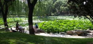 Lotusen börjar blomma i Longtanparken