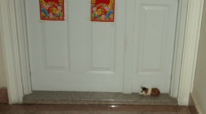 Förrymt husdjur i trappan