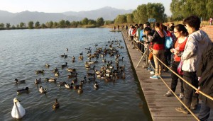 Mata fåglar är populärt på många ställen i Wild Duck Lake National Wetland Park