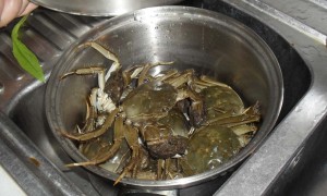 Krabbor direkt från Ningbo