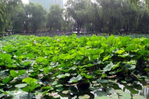 Longtanparken i Beijing den 10 juli 2012